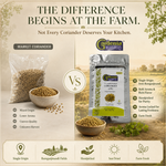 Ramganj Mandi Coriander – India's Coriander Capital Dhaniya 3