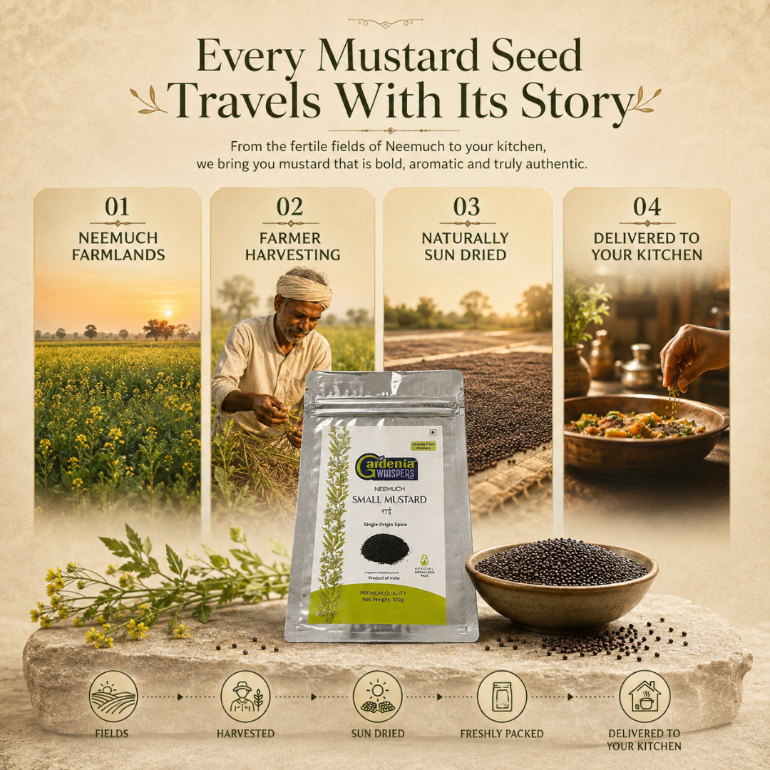 Neemuch Small Mustard - Potent Yellow Sarson Seeds