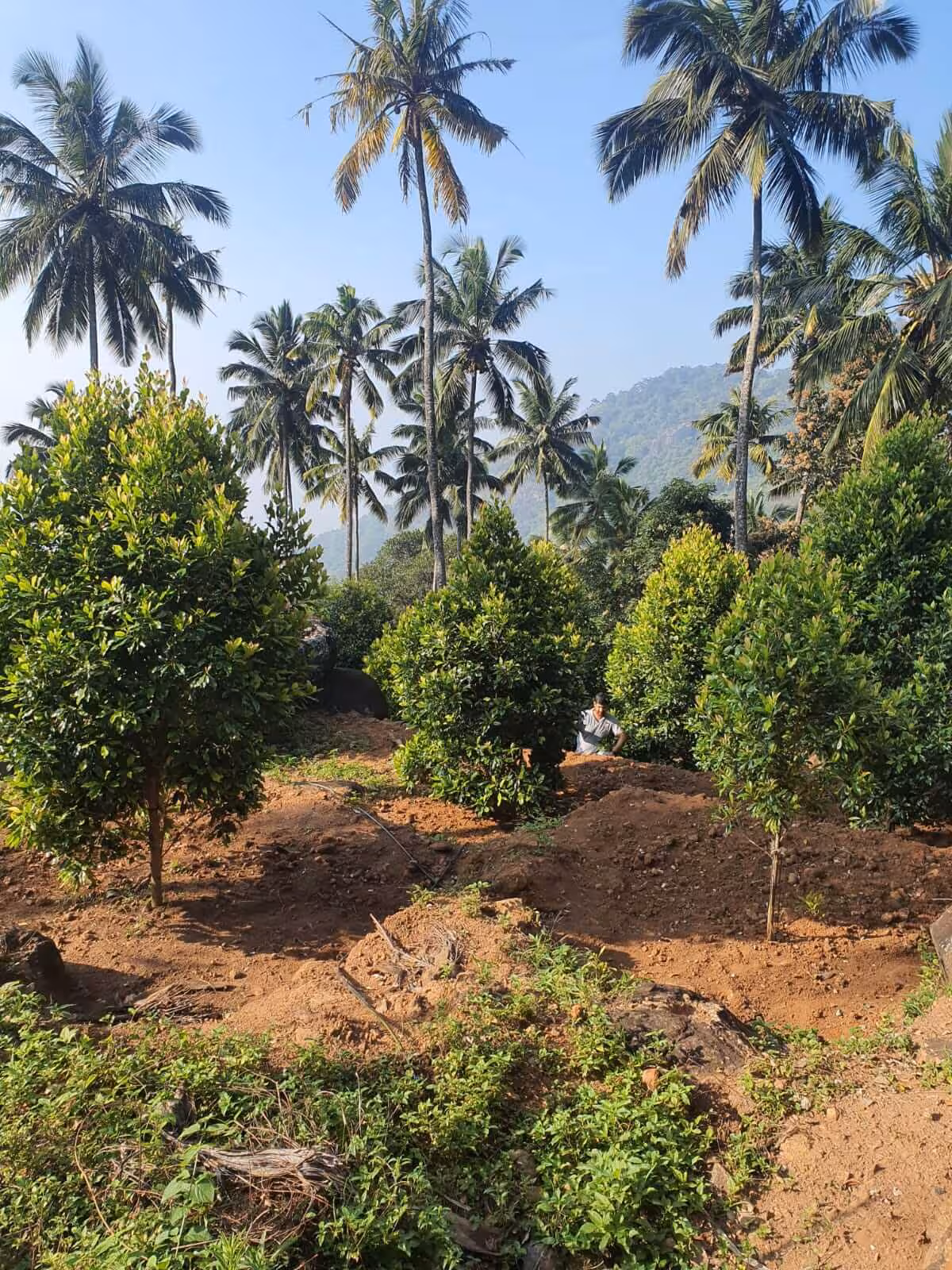 An image of one of our partner's clove plantation