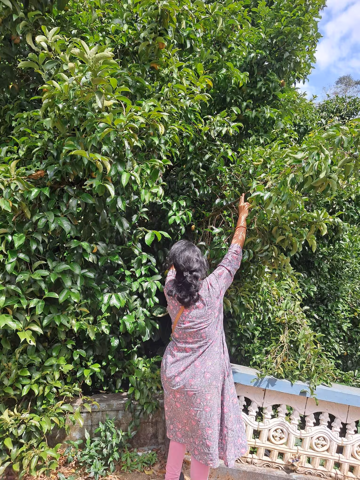 Gardenia Whispers founder inspecting a Nutmeg Tree