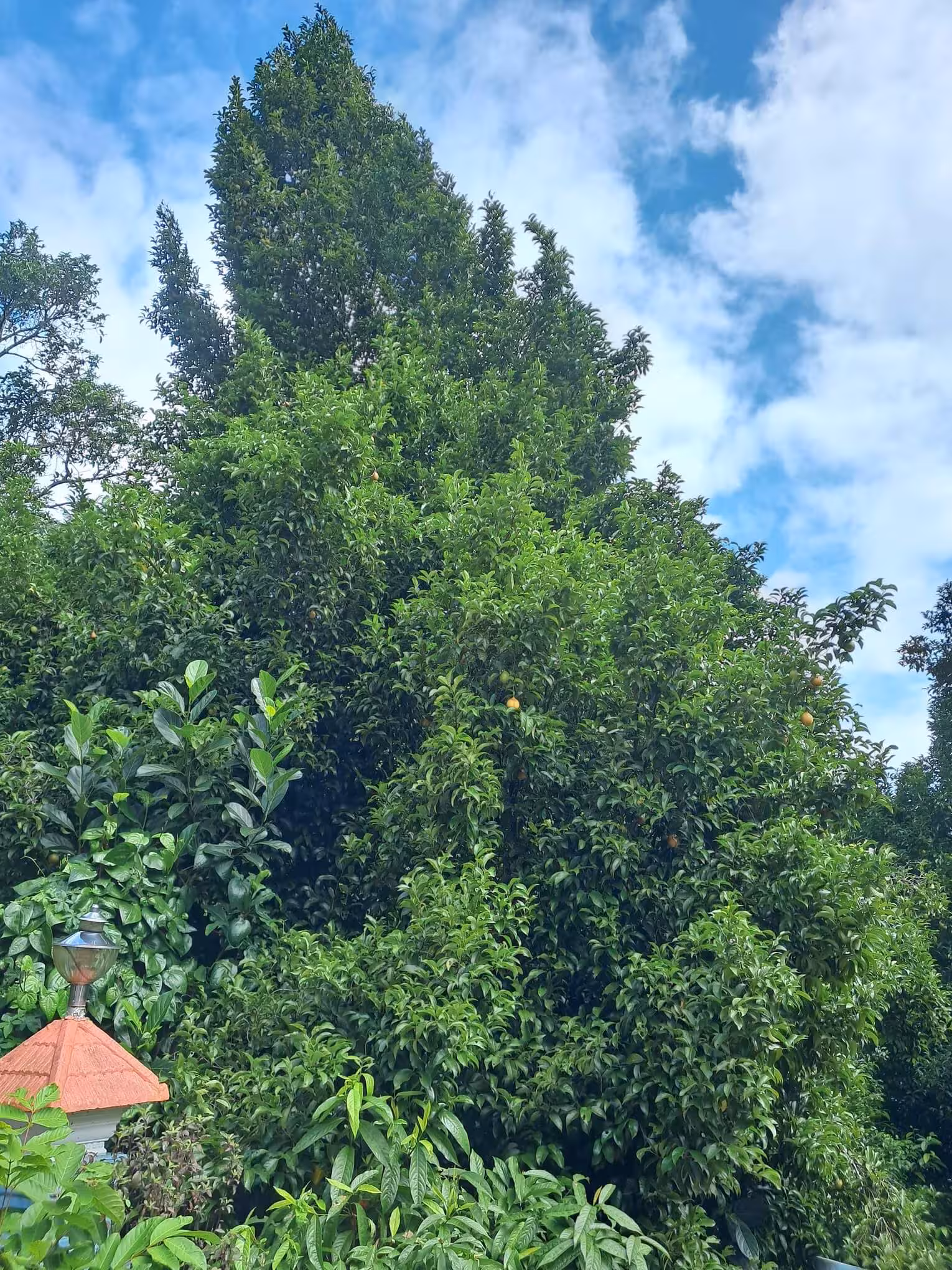 Nutmeg Tree growing underneath clear skies and clean air
