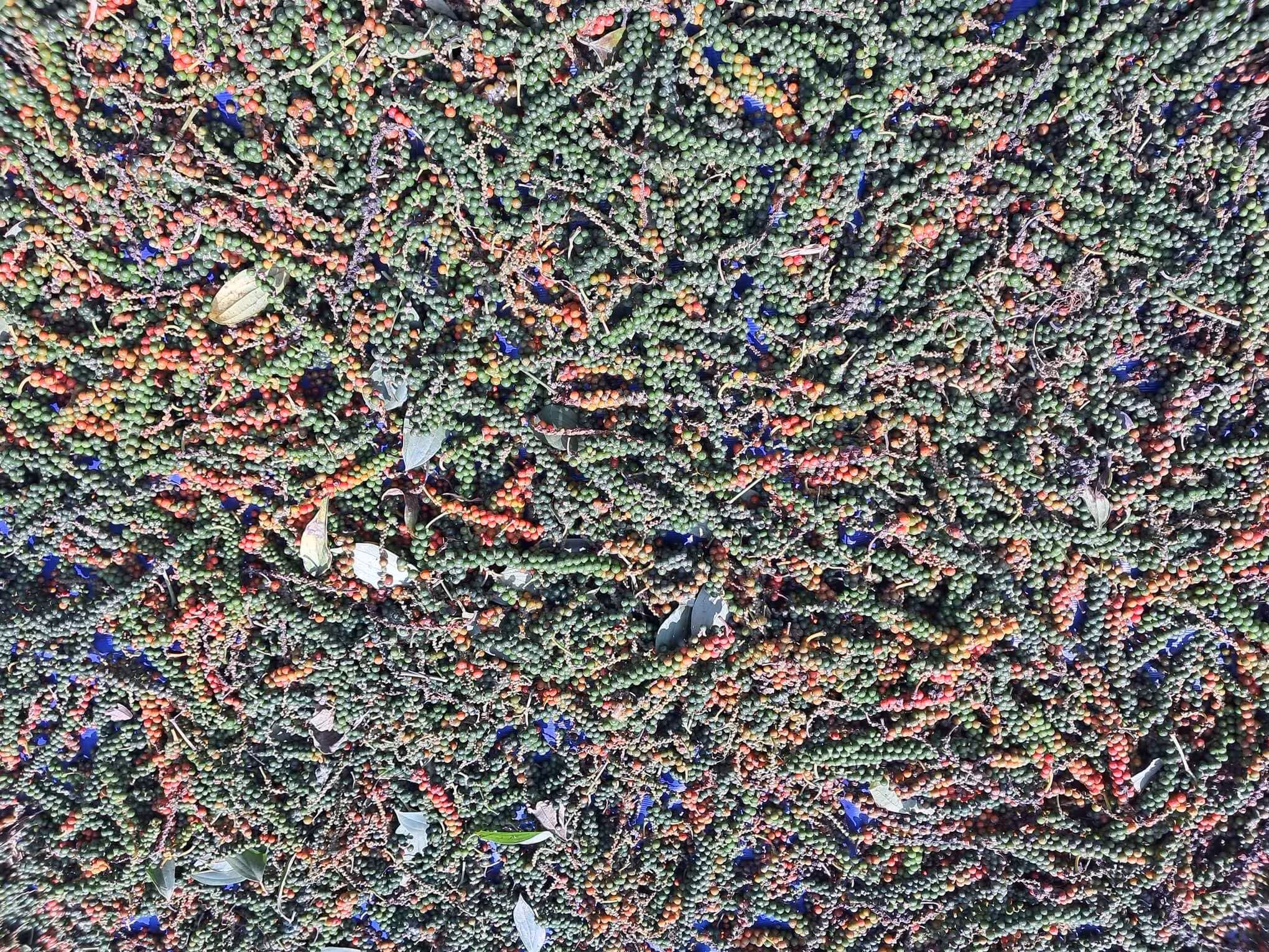 Black Peppercorns being dried in the sun