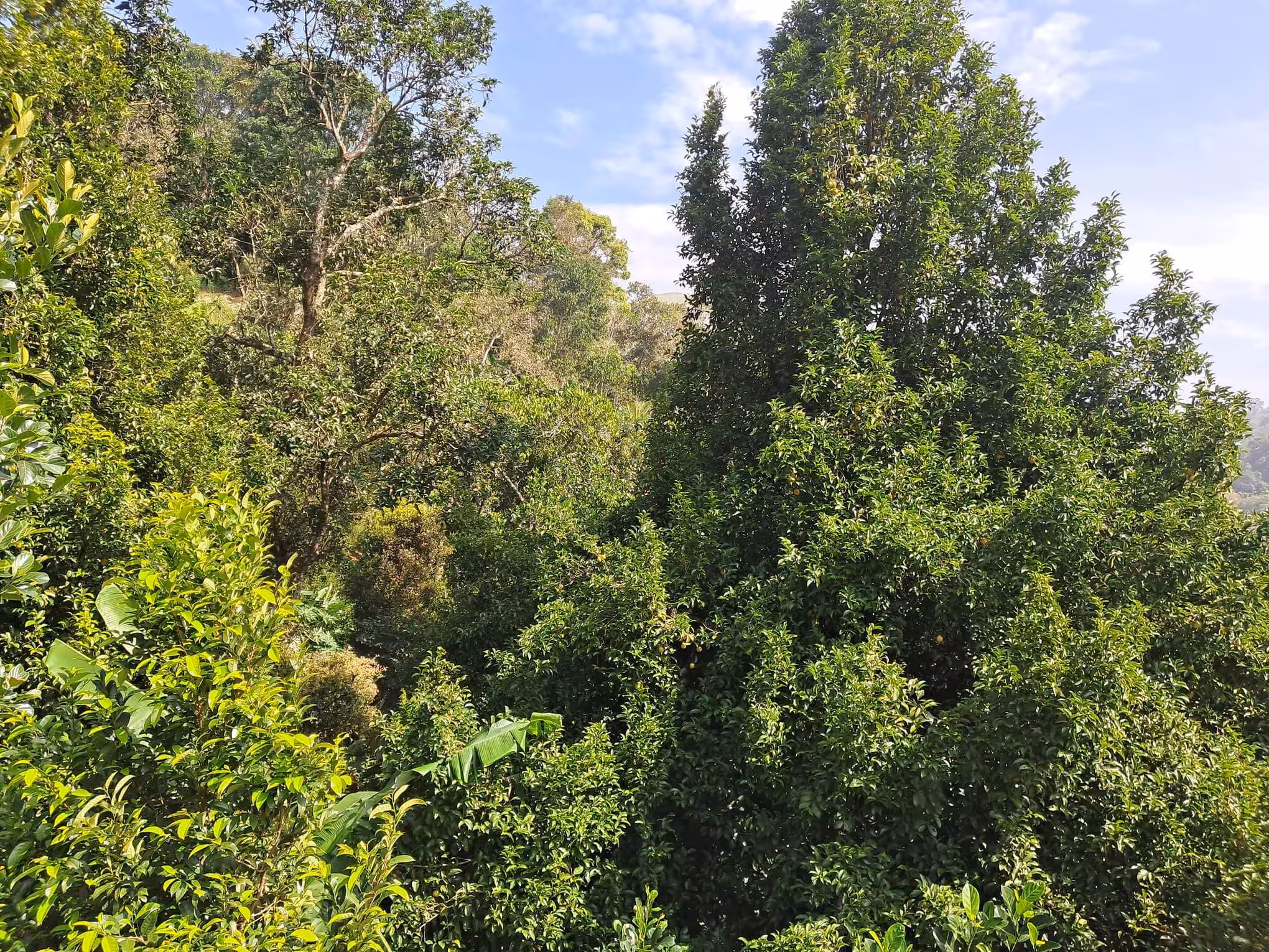 A Nutmeg Plantation