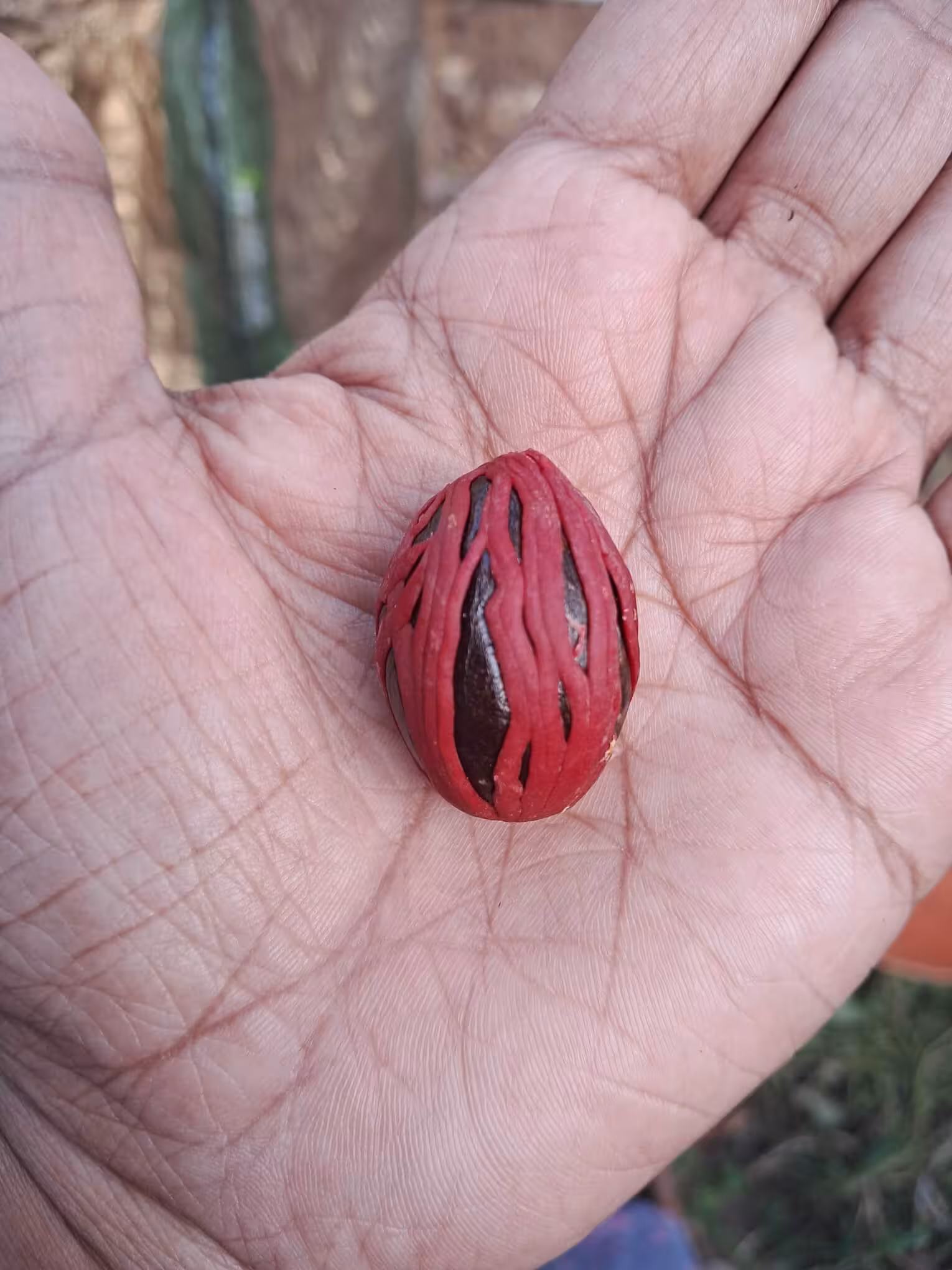 Nutmeg and Mace harvested from the Nutmeg fruit