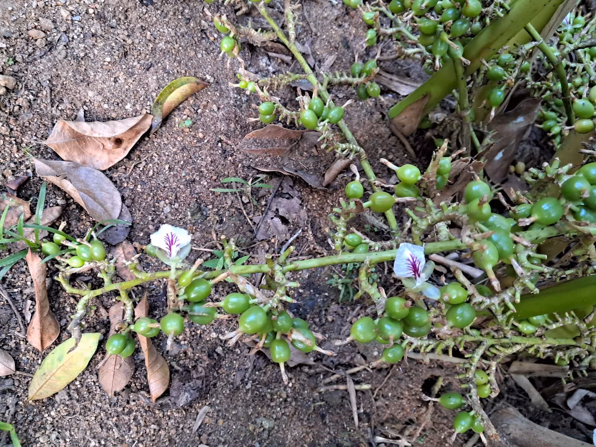 Cardamom Pods and Flowers