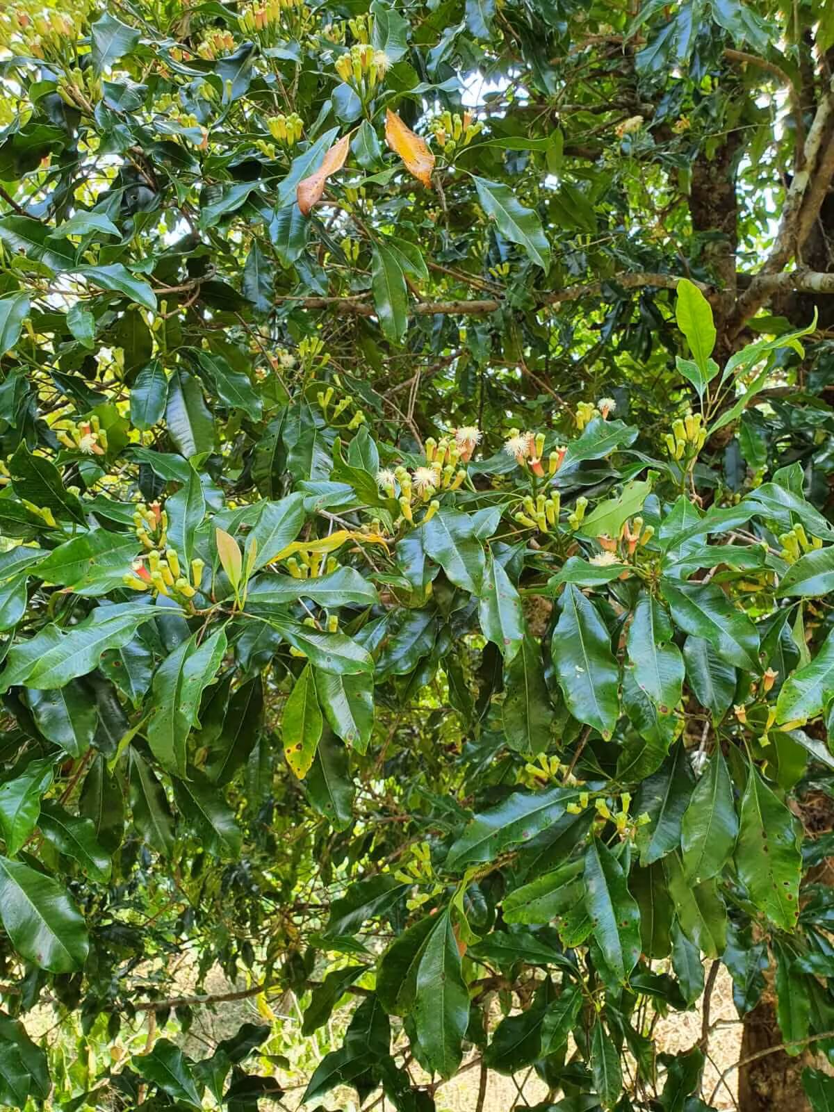 Image of clove buds that are ready to harvest