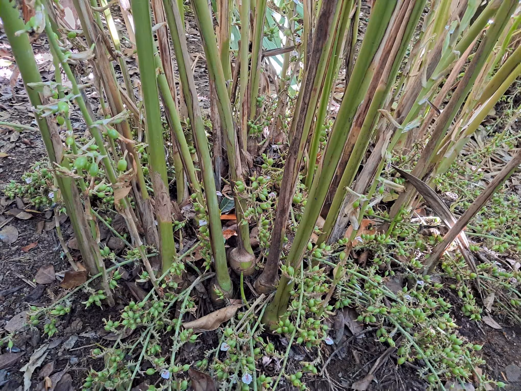 Cardamom Shoots