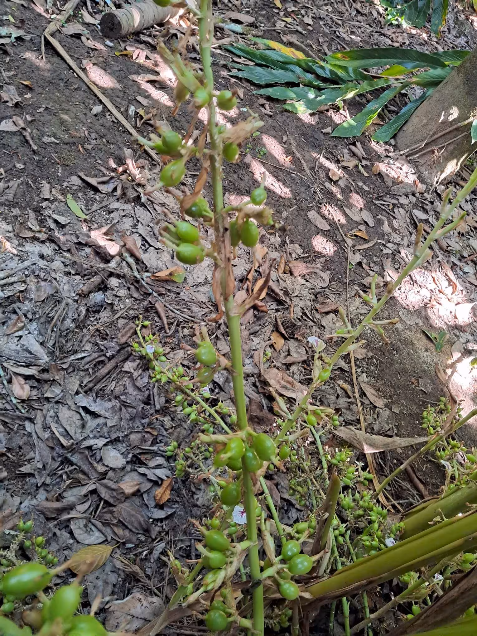 Ready to Harvest Mature Cardamom Seeds