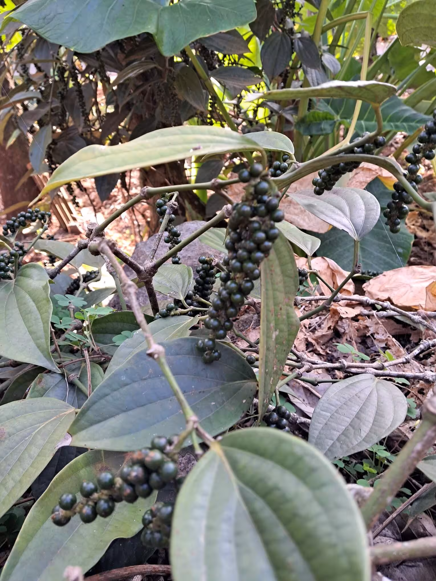 Ready to Harvest Black Peppercorns