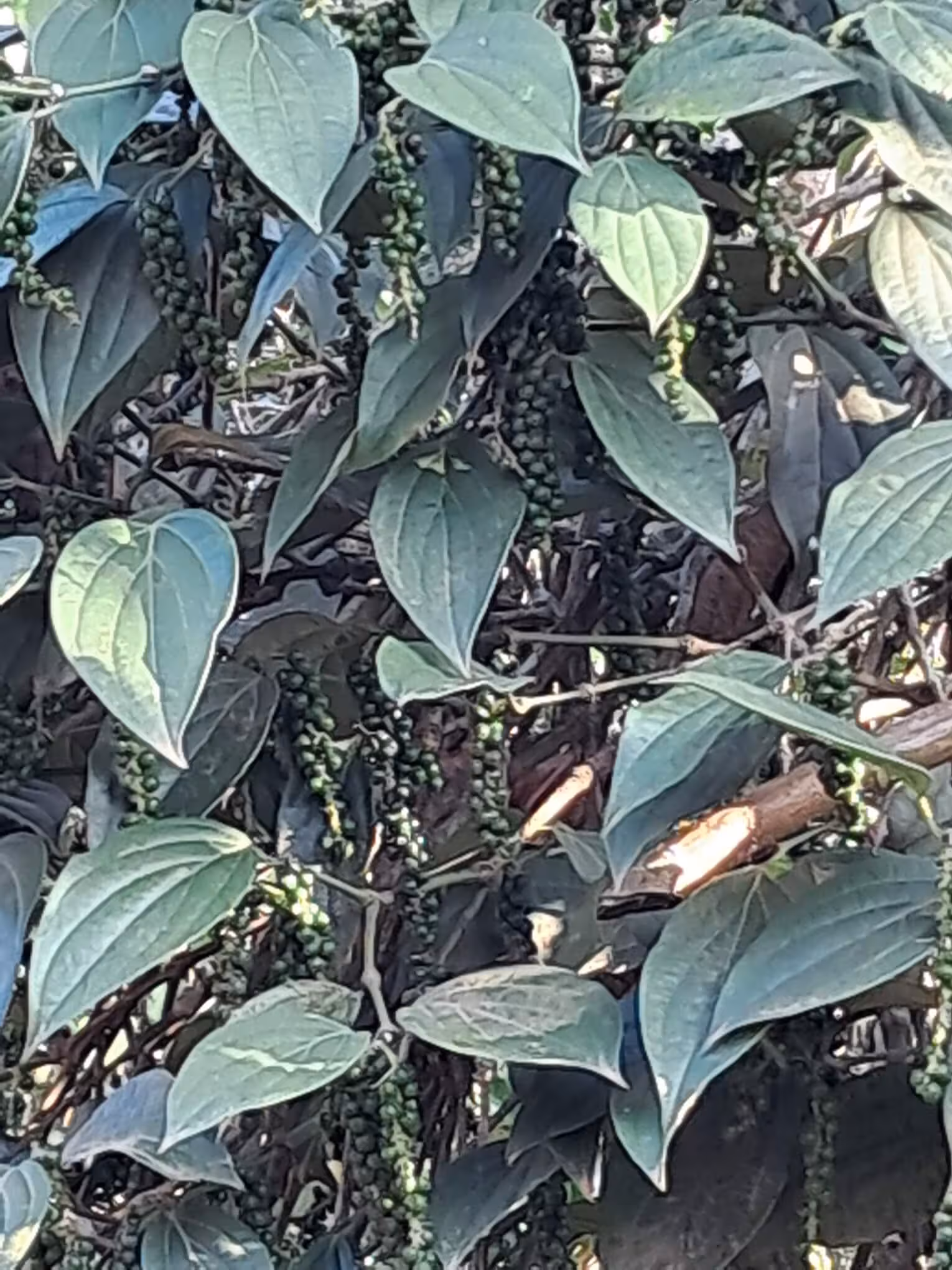 Loaded Black Pepper Crop