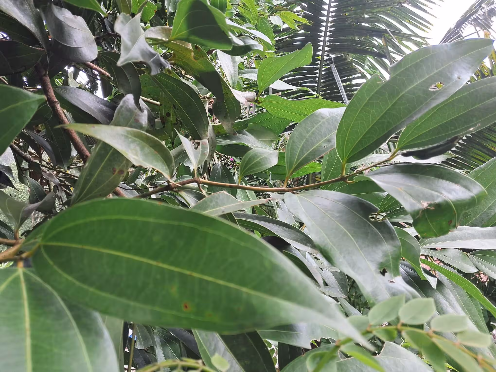 Bayleaf Plant