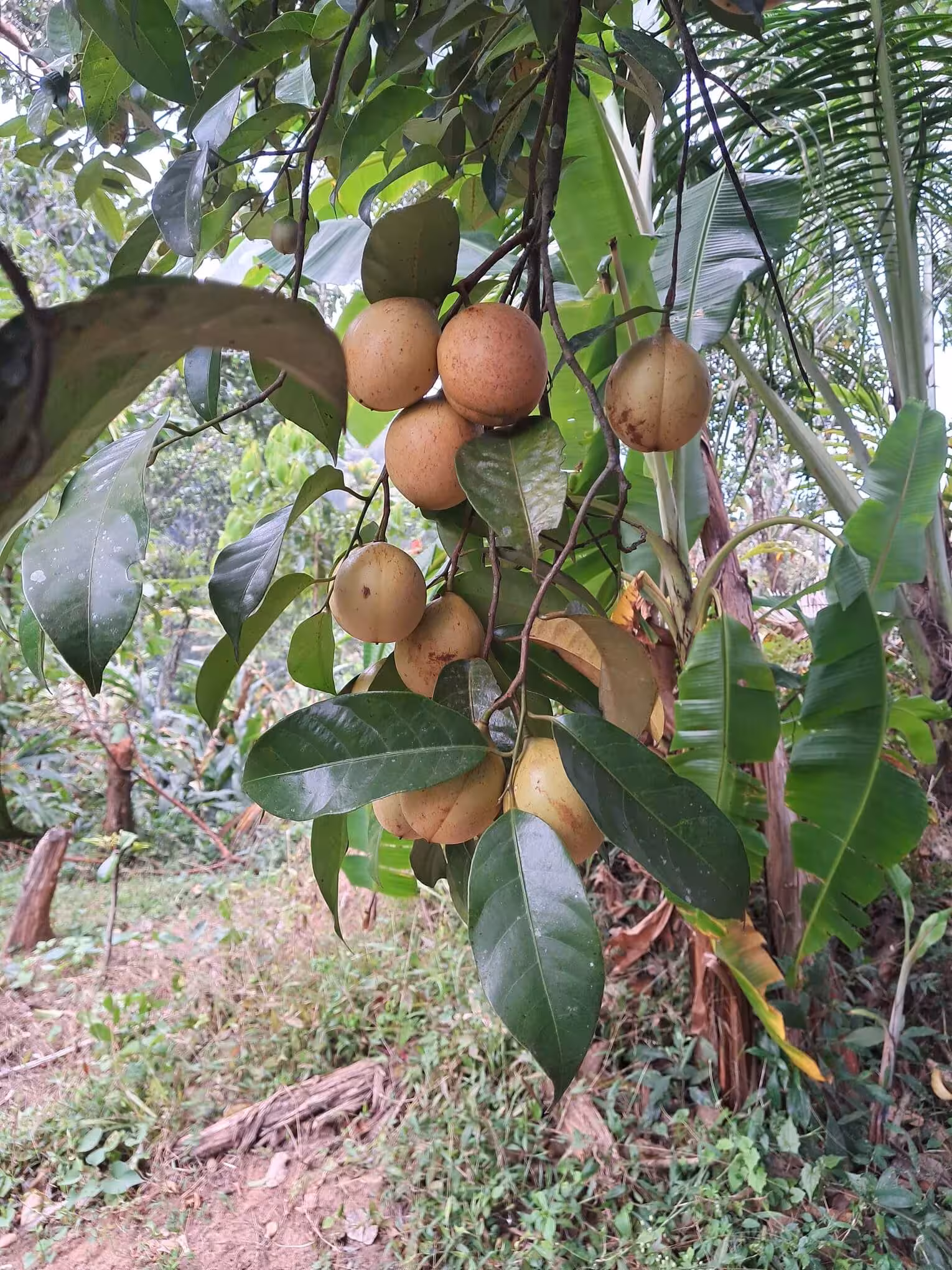 Nutmeg fruits a few days away from harvest