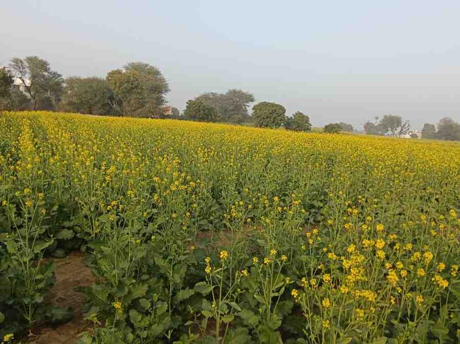 Mustard farm at origin, sourced directly by Gardenia Whispers